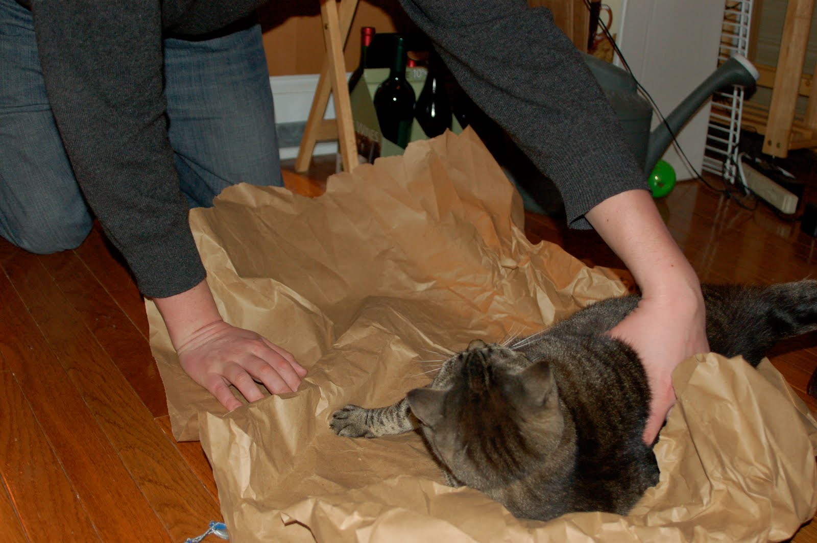 Coffee with Cats How to Make a Cat Burrito