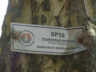 Pokok Melaka