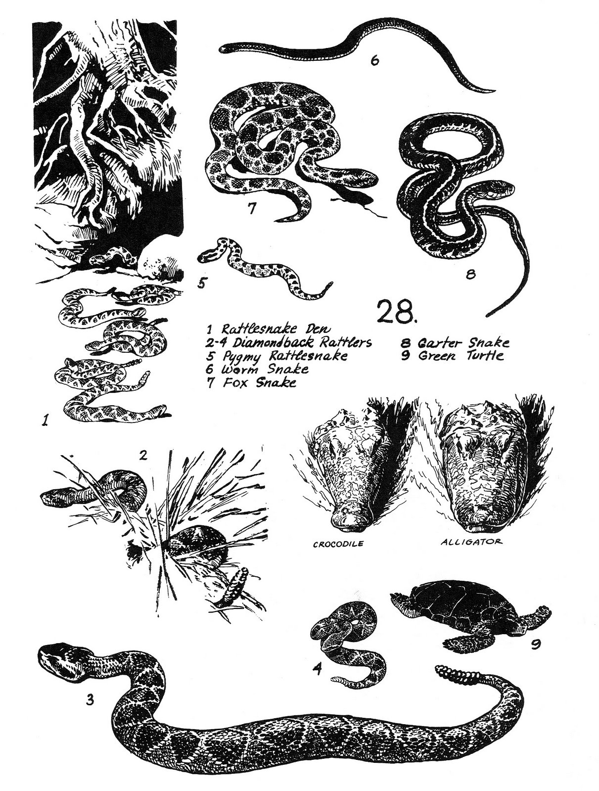 [snakes_reptiles.jpg]