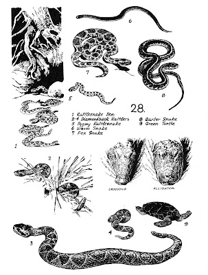 Snakes and Reptiles