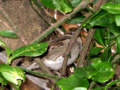 Sparrows in the family Passeridae