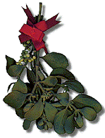 Picture of ornamental mistletoe, courtesy of the U.S. Geological Survey