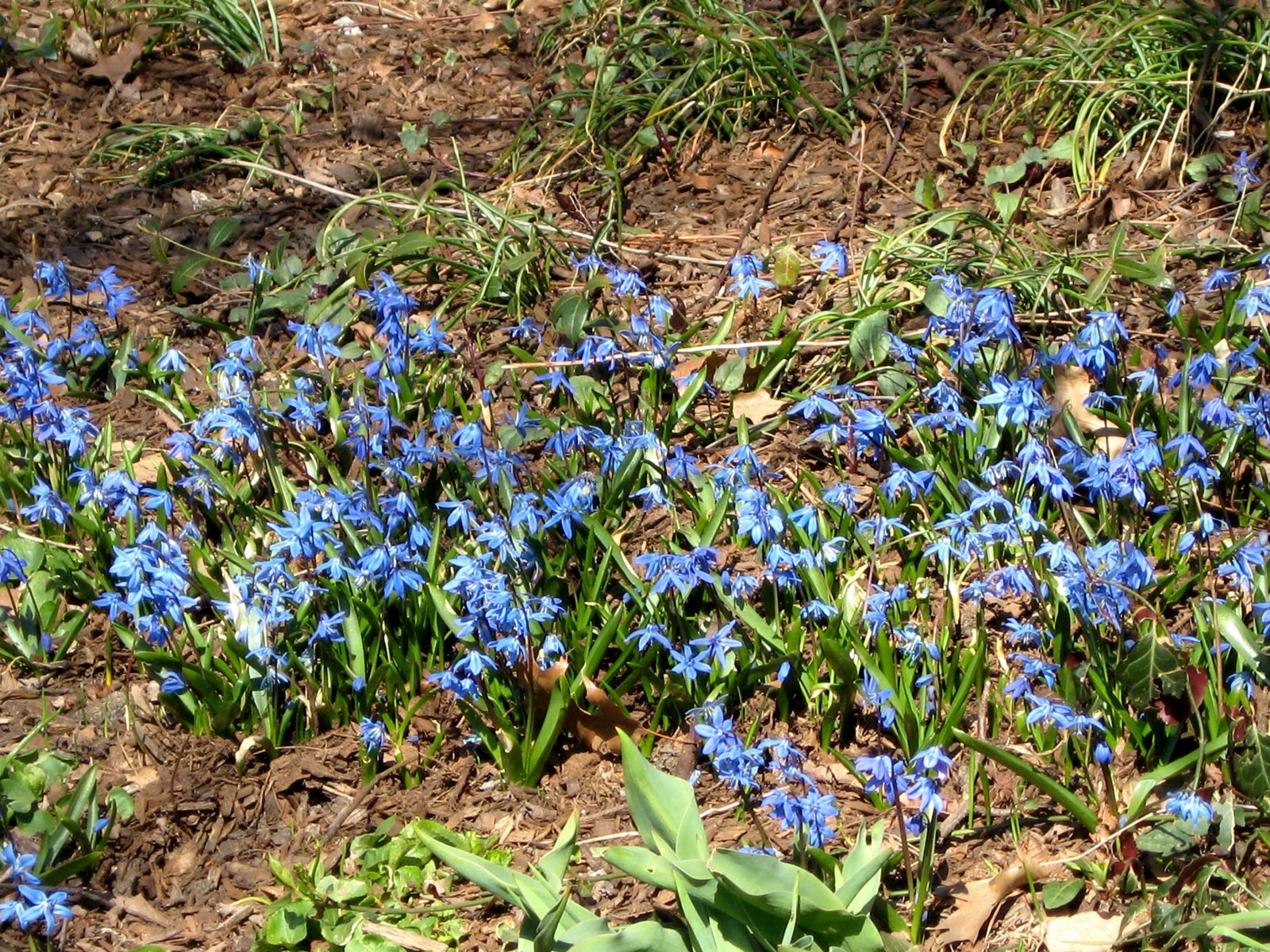 [spring_flowers_blue.jpg]