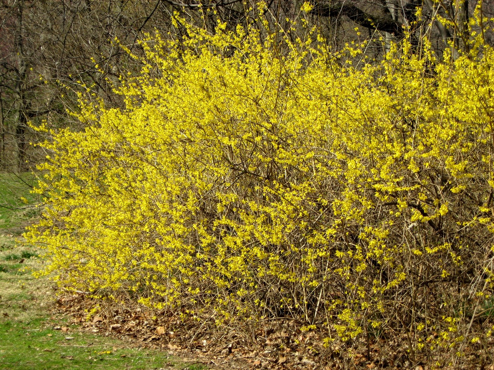 [forsythia_2.jpg]