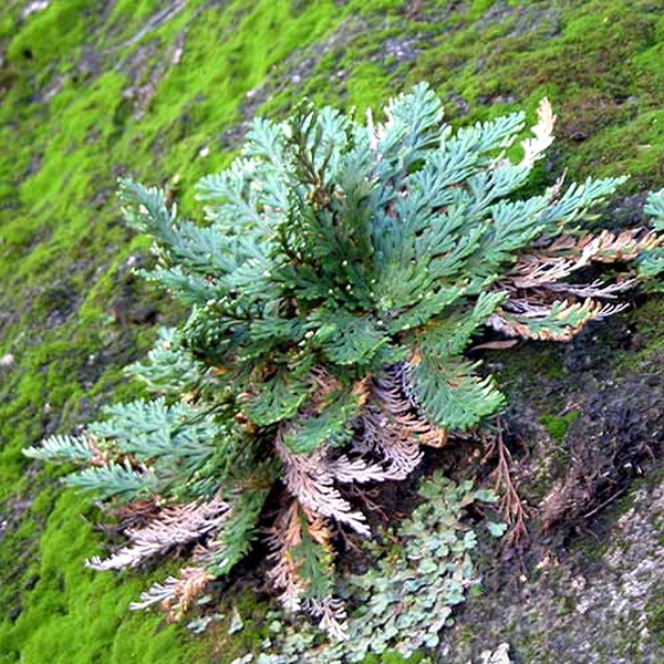 [rose_of_jericho_2.jpg]