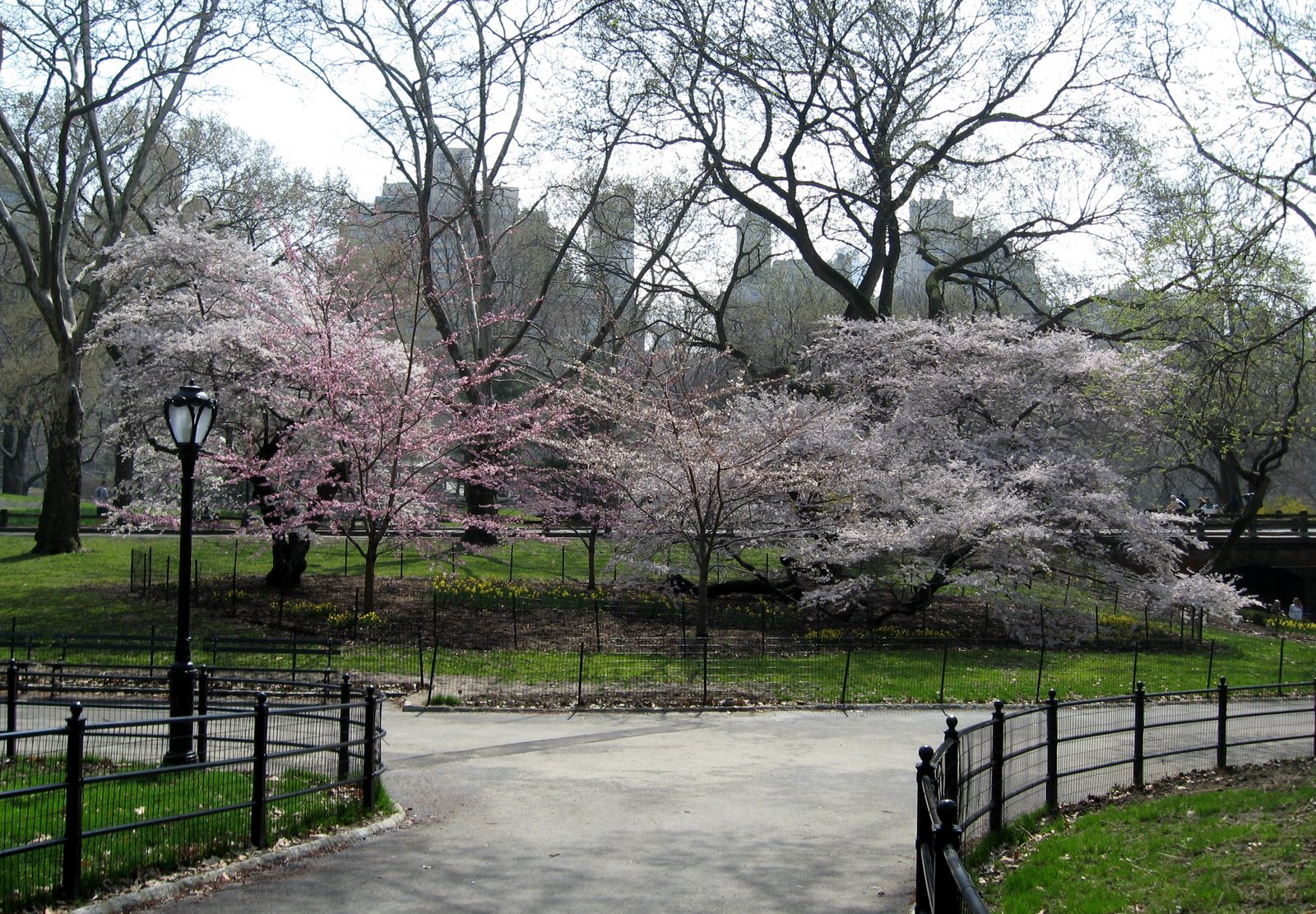 [cherry_blossoms_2a.jpg]