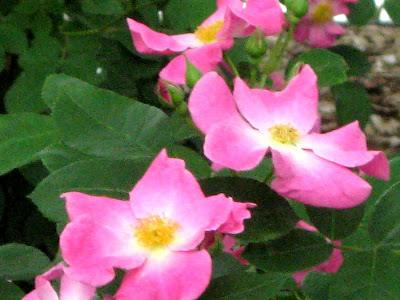 Wild Rose (Rosa virginiana)