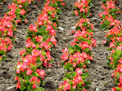 Red Wax Begonias (Begonia x semperflorens-cultorum)