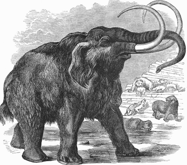 [woolly_mammoth_2.jpg]