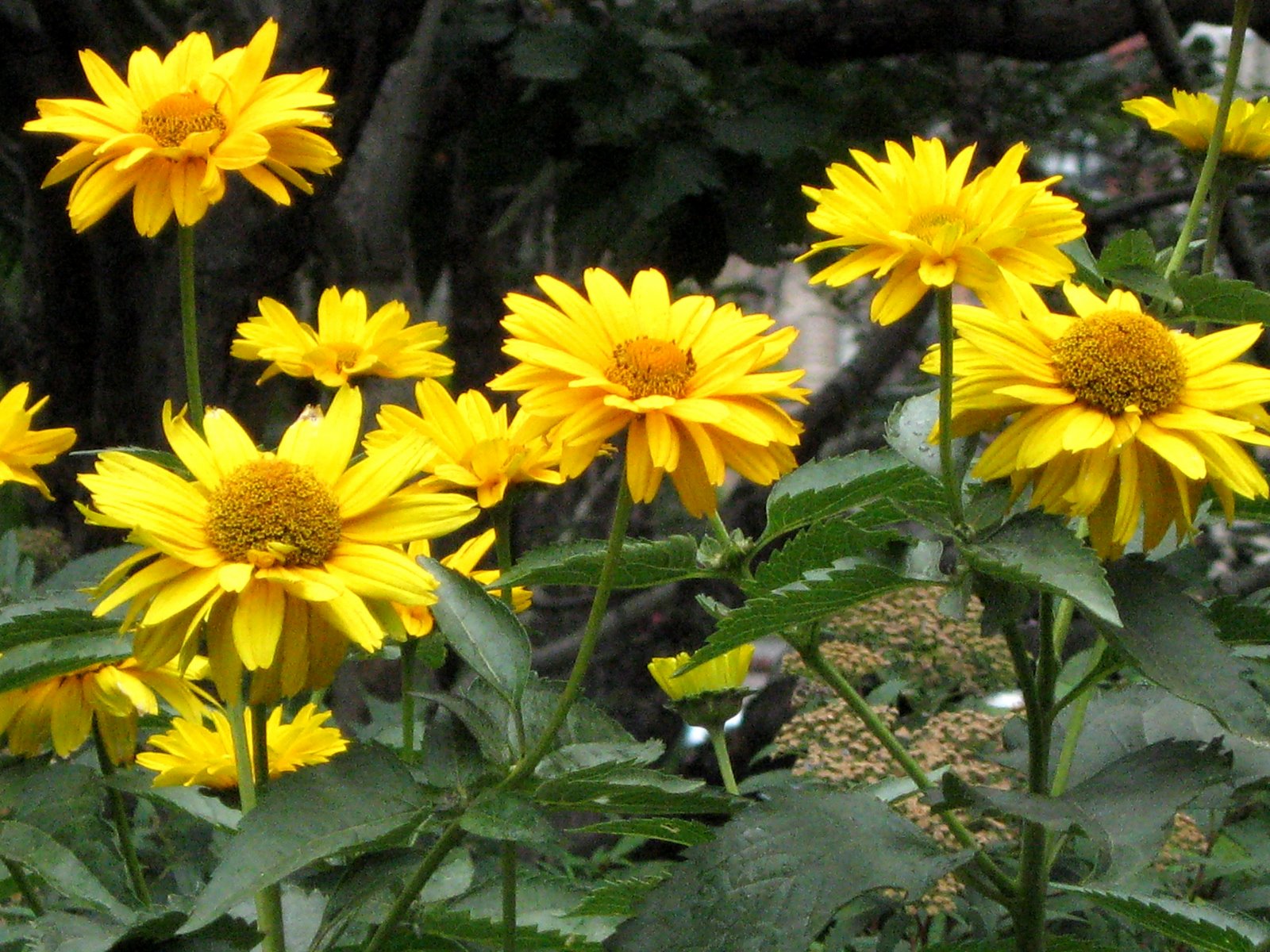 [ox_eye_false_sunflower_2.jpg]