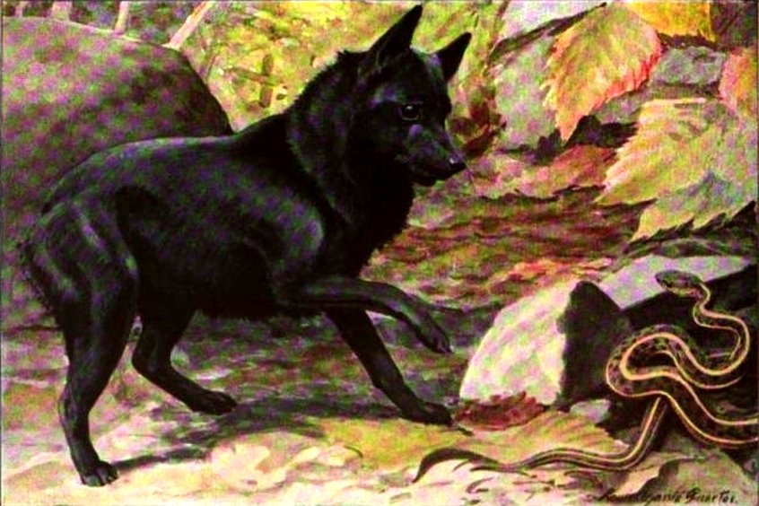 [schipperke.jpg]