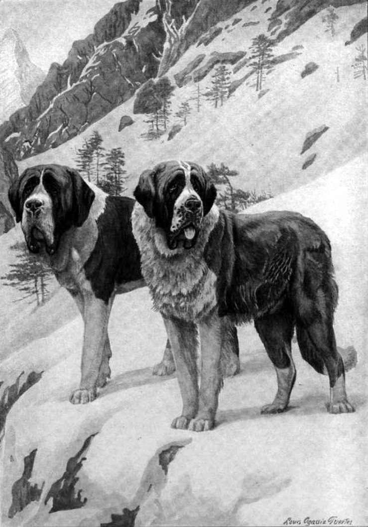 [st.bernard.jpg]