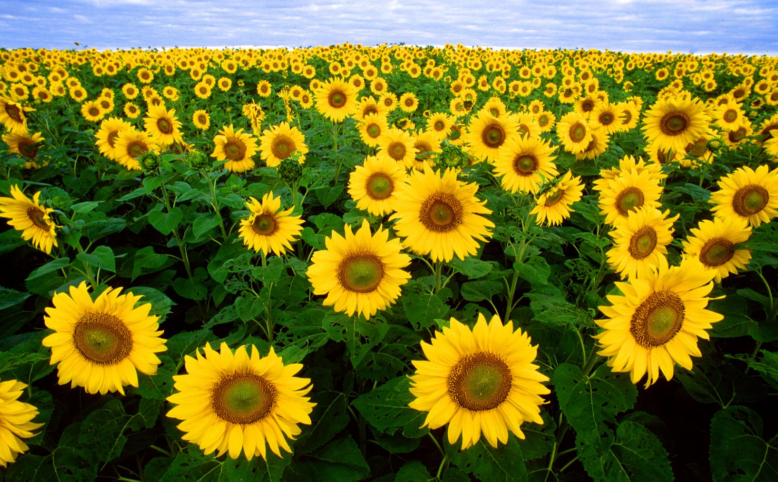[sunflowers.jpg]