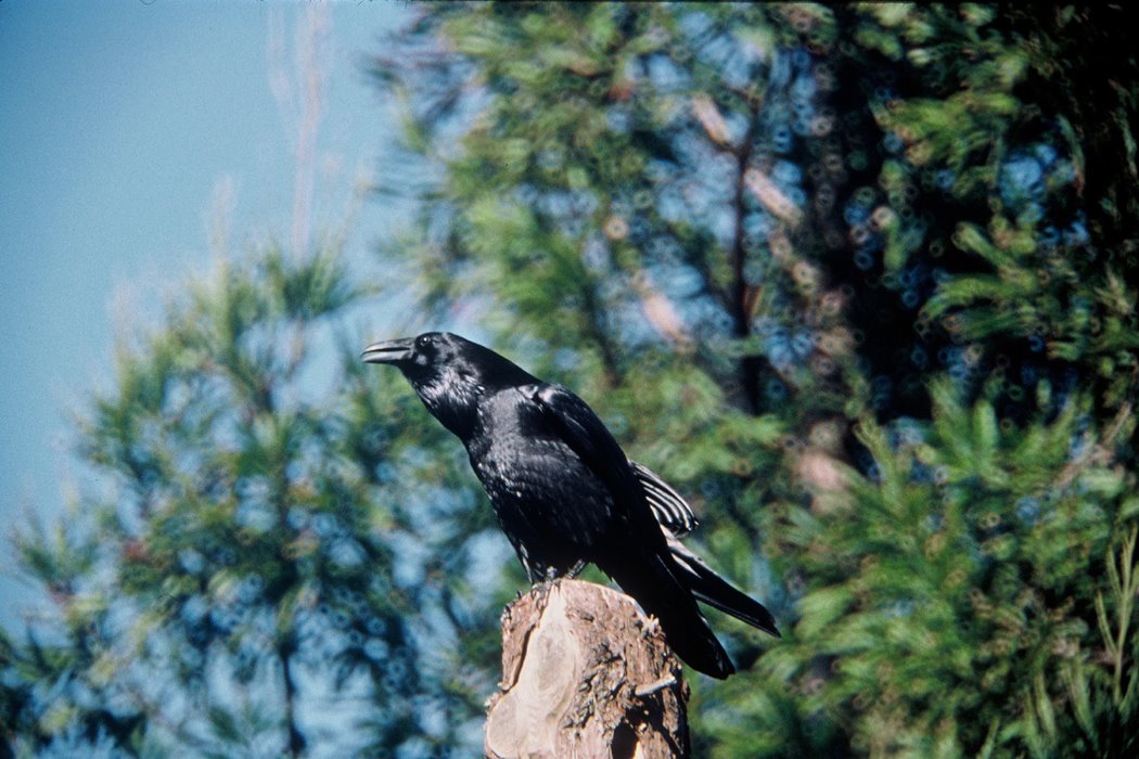 Crow Common Raven (Corvus corax)