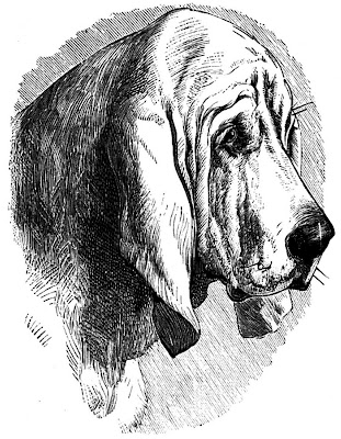 Bloodhound