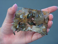 Ascidians