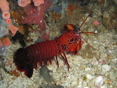 http://4.bp.blogspot.com/_TZ60-72xZZk/TSknKgWrpPI/AAAAAAAADxk/WtEZ1N74KVY/s1600/Odontodactylus_scyllarus.jpg