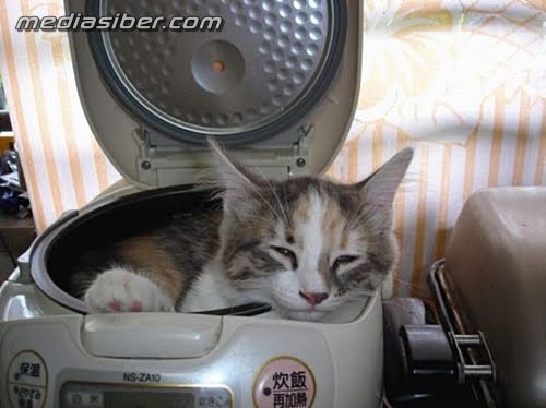 Kucing Tidur Berita Cerita Dot Tido Satu Persoalan Menyelubungi Kepala