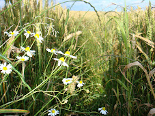 july - winter wheat