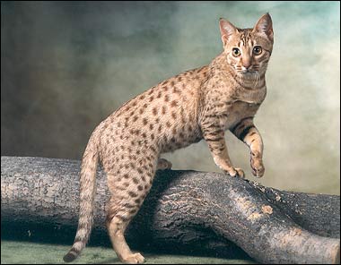 [44ocicat.jpg]
