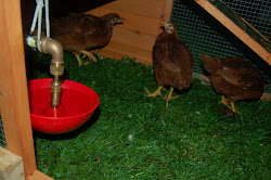 dr seuss chicken coop 6