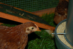 deluxe chicken coop stardew 8