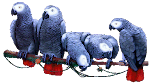 The Armstrong Flock