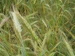 [wheat.jpg]