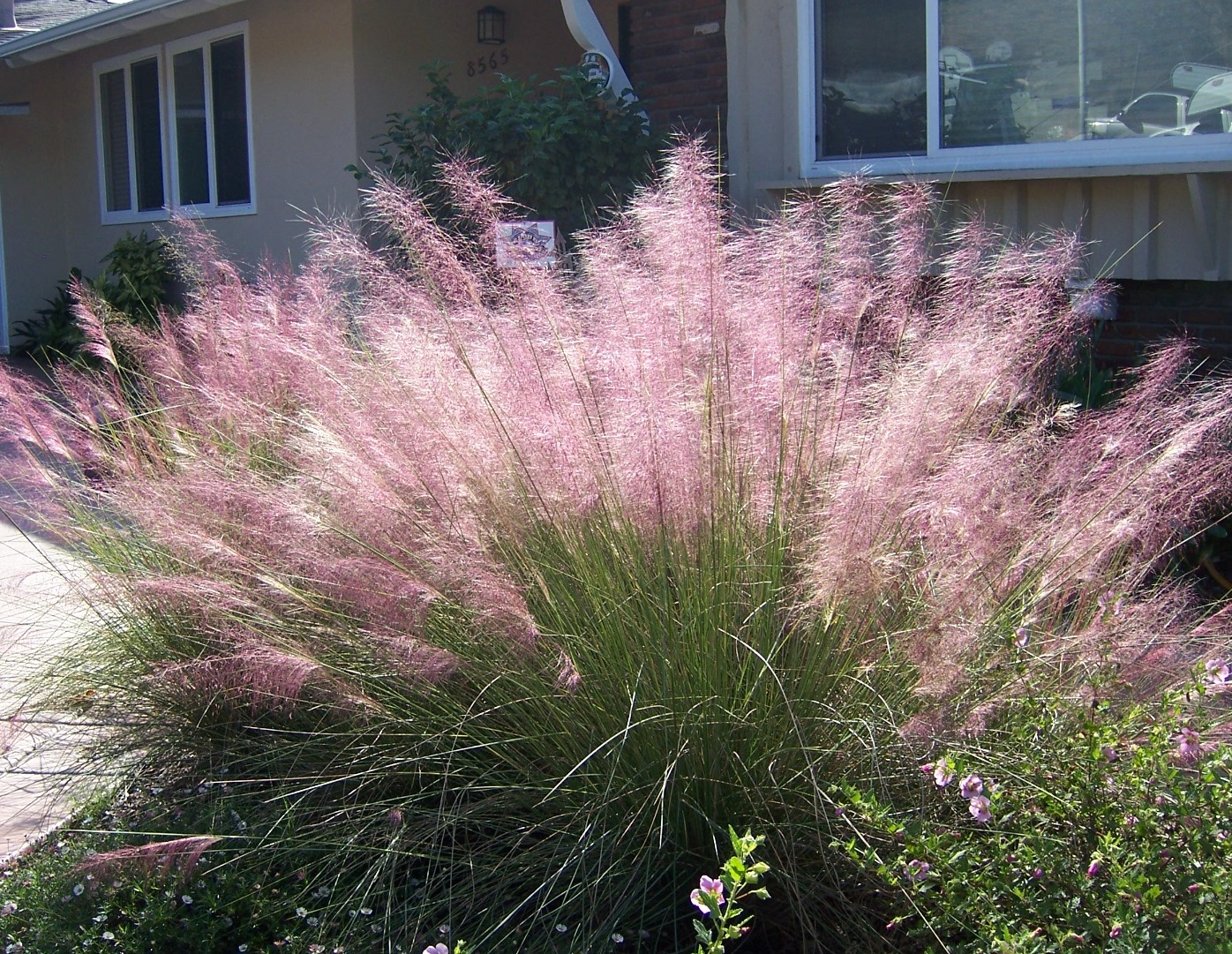 grass muhly pink ornamental grasses muhlenbergia capillaris cotton candy plants plumes garden container landscape try landscaping fall low plant drought