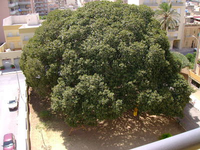 Ficus Magnolia STRISCIA LA FOTO: FICUS MAGNOLIA