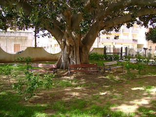 Ficus Magnolia STRISCIA LA FOTO: FICUS MAGNOLIA