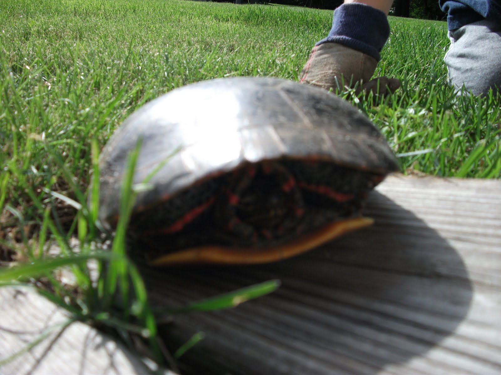 Wild Things Painted Turtle Lays Her Eggs