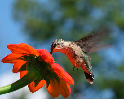 Hummingbirds Flash Past Food