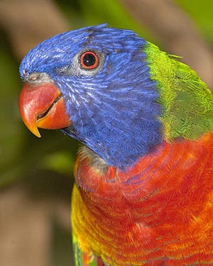 Australian Land of Parrots Closeup Picture