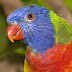 Macaws Parrots Nice Pictures