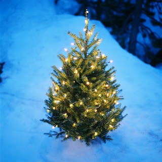 The Festive Smell of a Fresh Pine Tree for this Memorable Christmas
