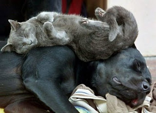 Cat Sleeping on a Dog Funny Picture
