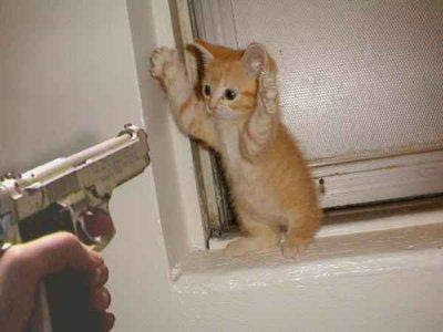 Cat Burgler Funny Image