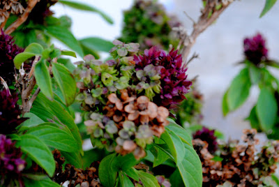 Kuwentong Fabulous: ANG PAGYABONG NG BULAKLAK NA MUNTIK NG MATUYO