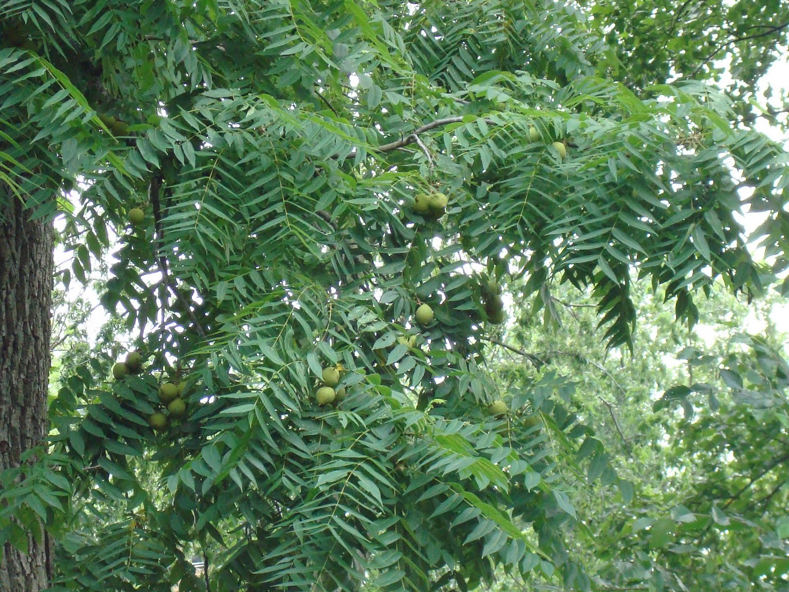 ANDY'S PLACE... Can somebody tell me what kind of tree this is? (UPDATED!)