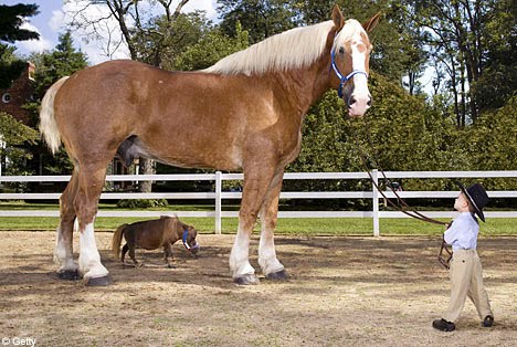 [giant+Horse+smallest+pony.jpg]