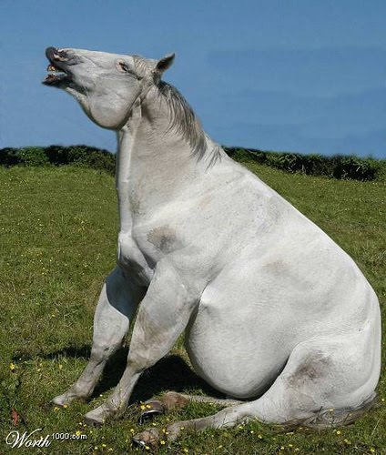 [fat+horse.jpg]