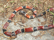 2-1/2 Foot Coral Snake