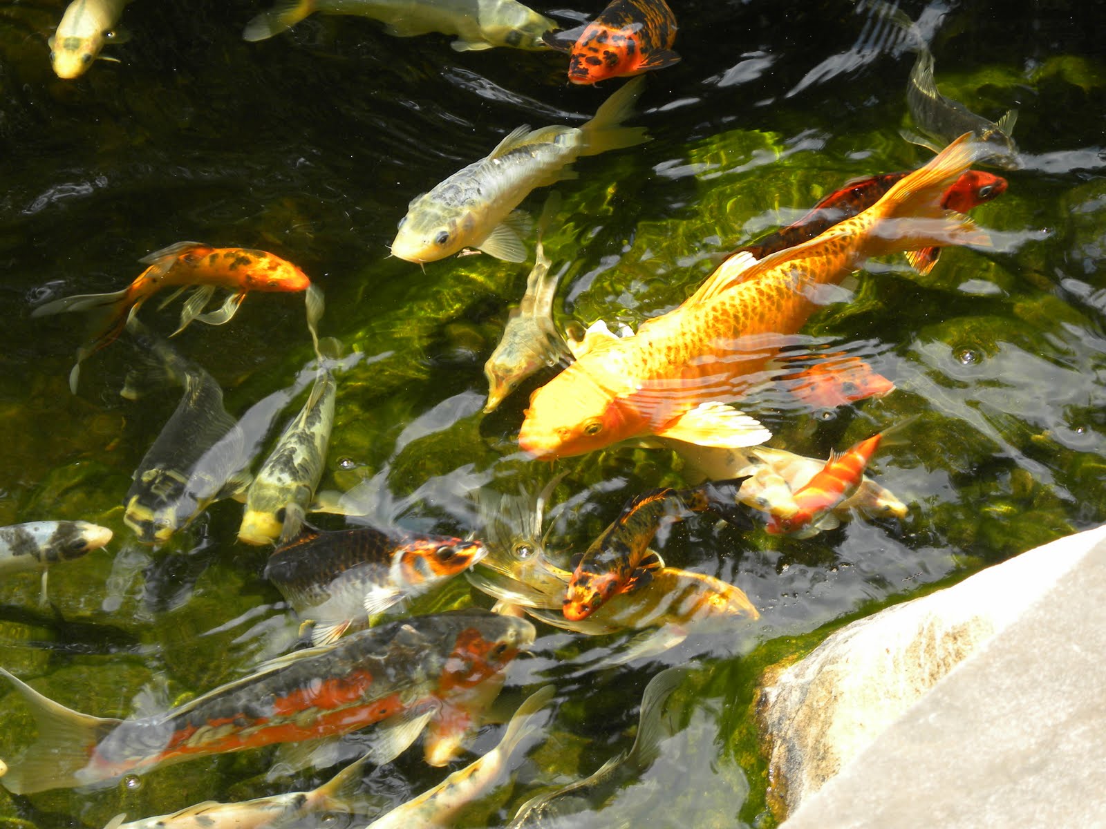 koi-pond-water-quality-chart-5.jpg