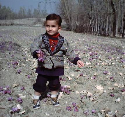 Saffron Fields in Kashmir
