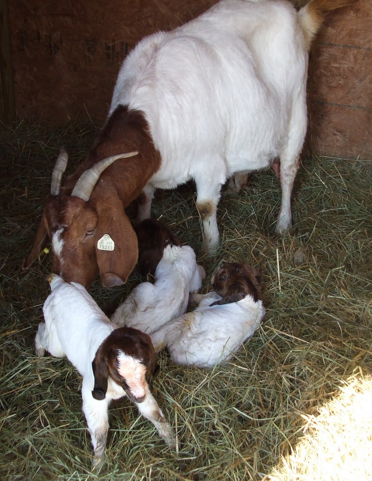 Sarver Acres Farm Boer goats for sale!