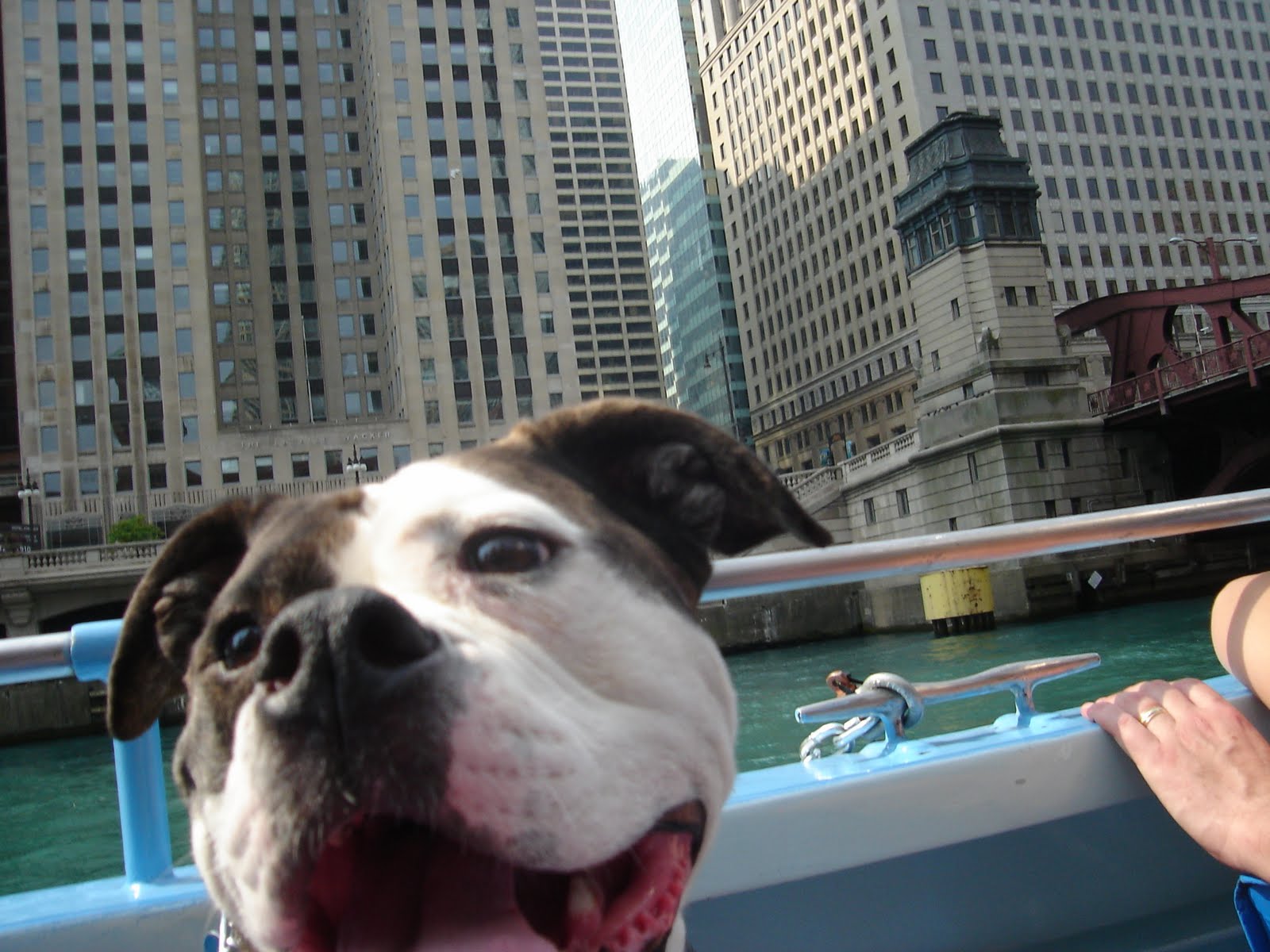 best road trips from chicago with dogs