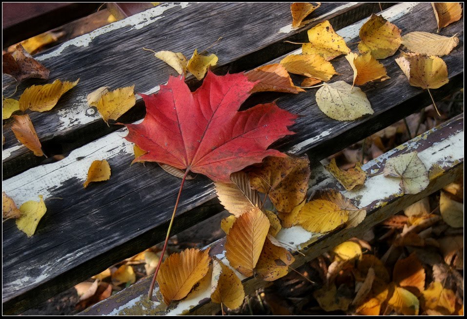 Вдруг среди листвы. На скамье осенний листок. Осенние листья на скамейке. Осень на пороге. Листья на крыльце.