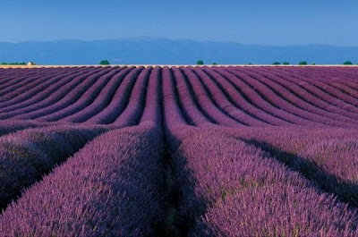 lavendel.jpg
