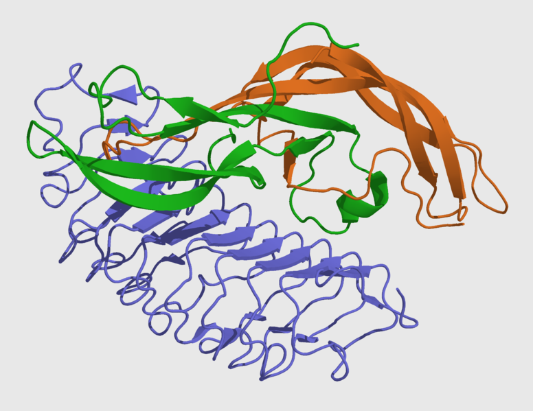 HORMONA FOLICULO ESTIMULANTE (FSH): Receptor FSH